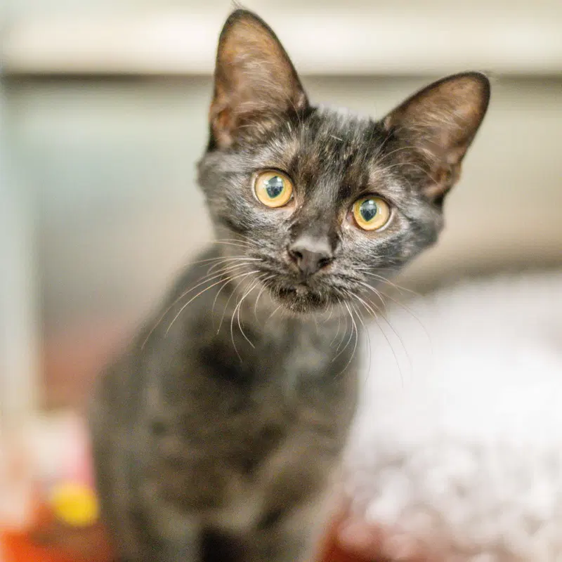 Creature, a young male cat up for adoption