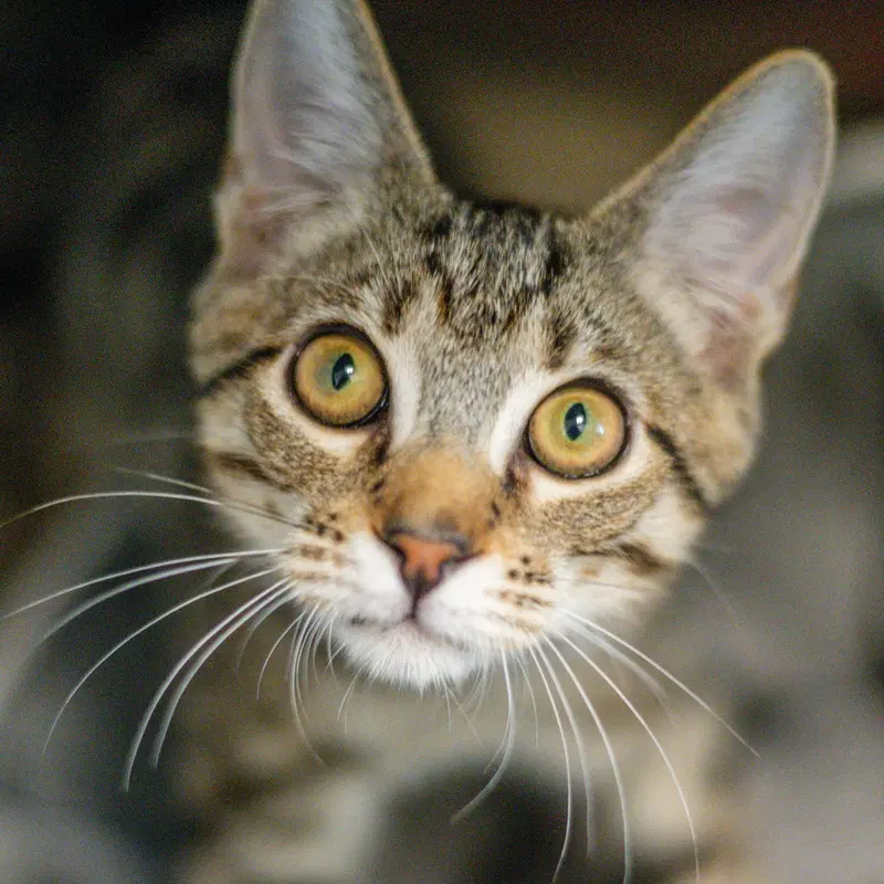 Robert Purrwin, a young male cat up for adoption