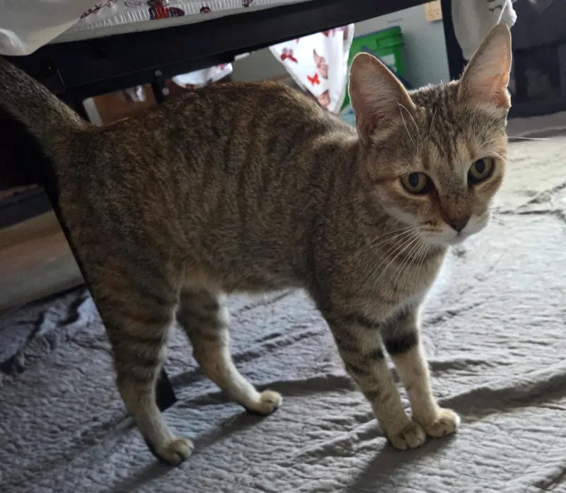 Sahara, an adult female cat up for adoption