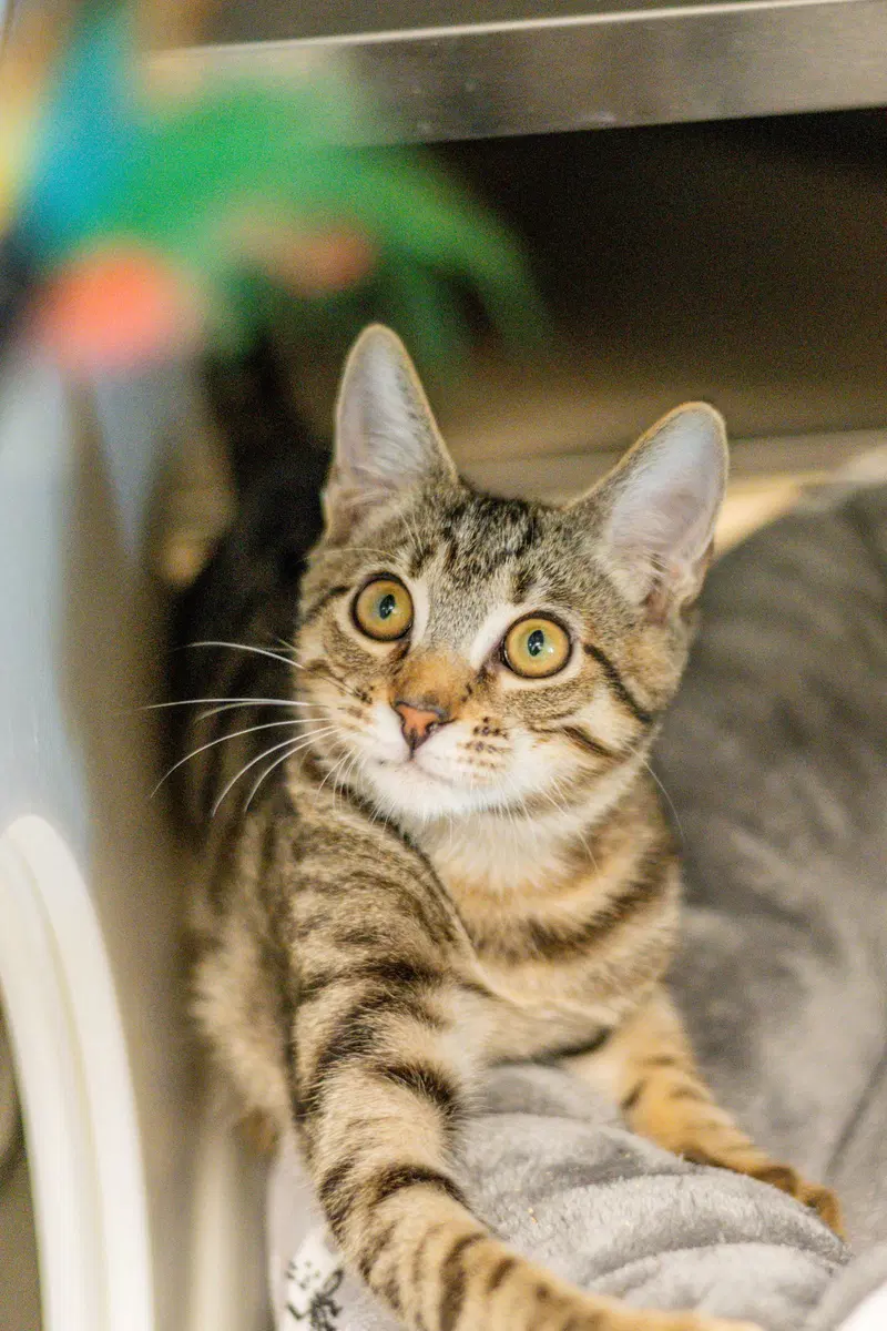 Robert Purrwin, photo 4
