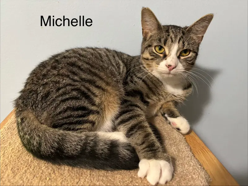 Michelle, a female kitten up for adoption