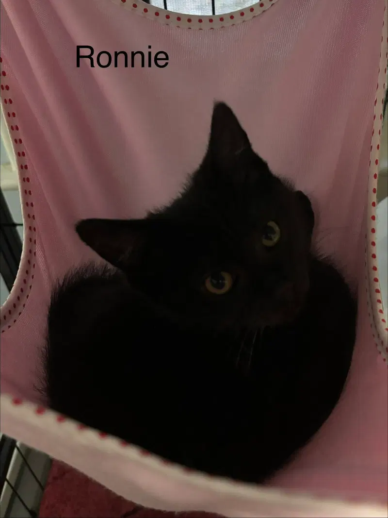 Ronnie, a female kitten up for adoption