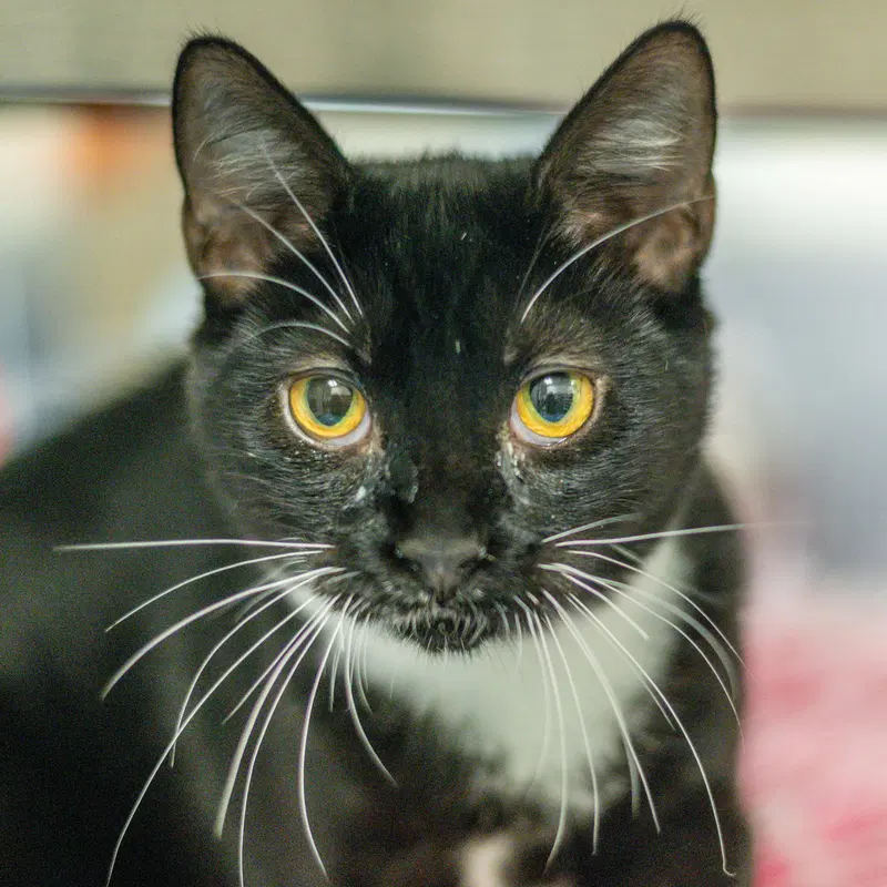 Darla, a young female cat up for adoption