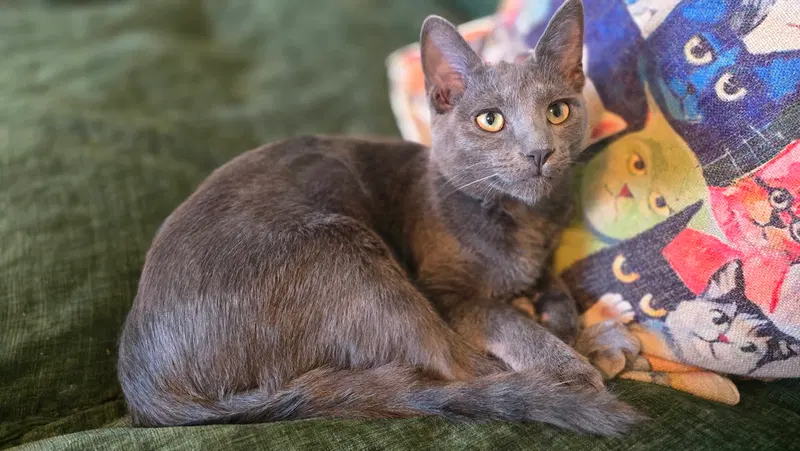 Gadget, a young male cat up for adoption