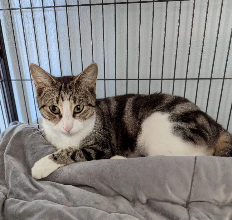 Bamboo, an adult female Tabby cat up for adoption