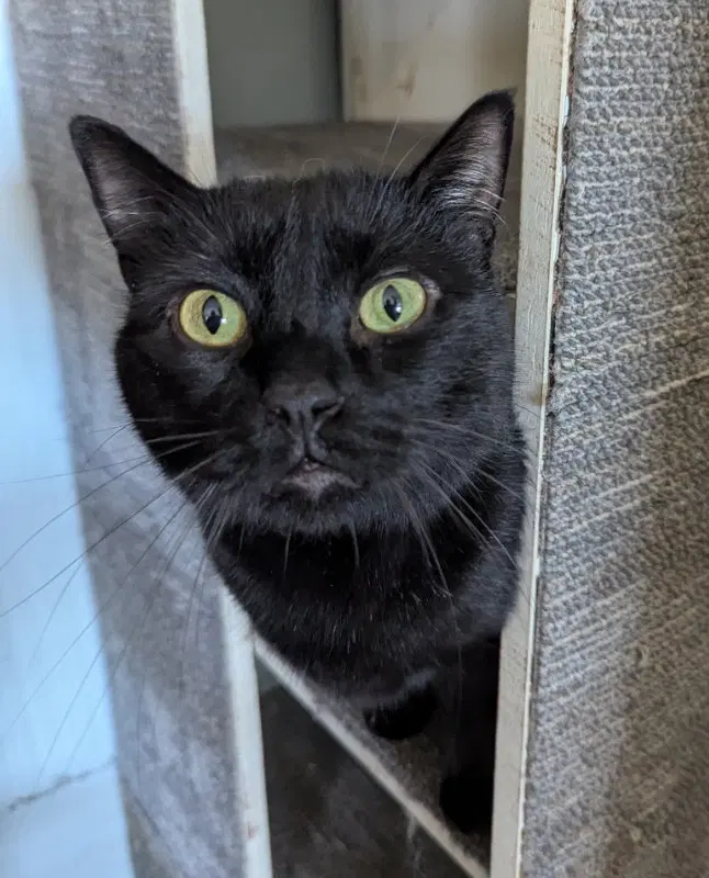 Bowzer, an adult male cat up for adoption