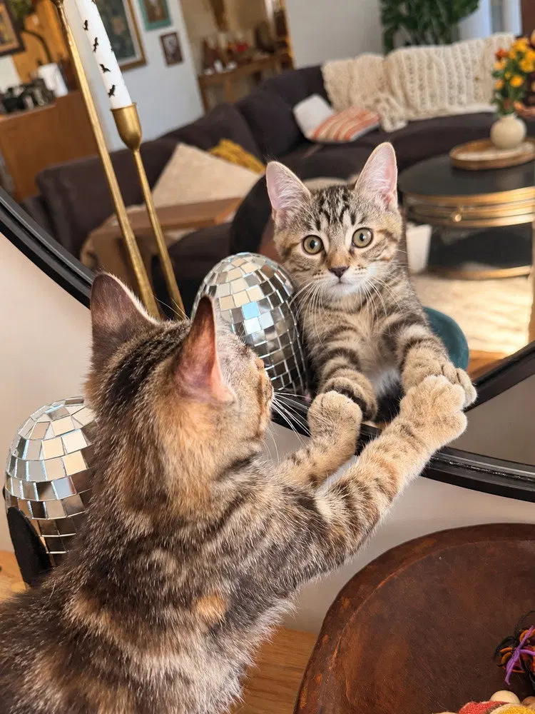 Weezer, a female kitten up for adoption