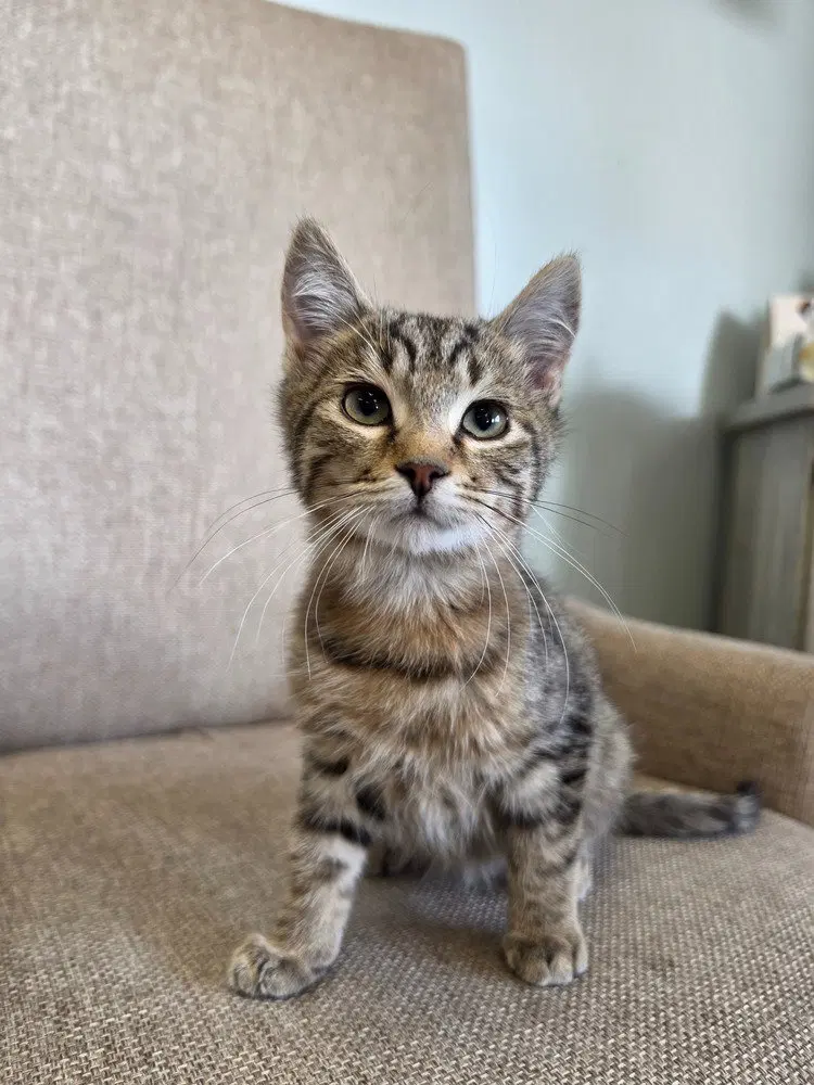 Endorphins, a male kitten up for adoption