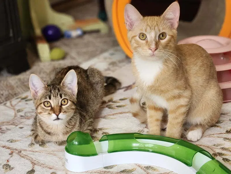 Moira Rose, a female kitten up for adoption