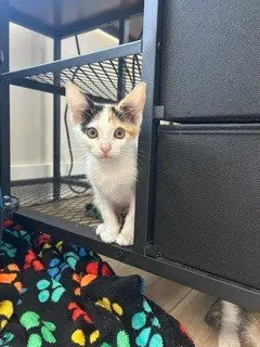 Buttercup, a female Calico kitten up for adoption