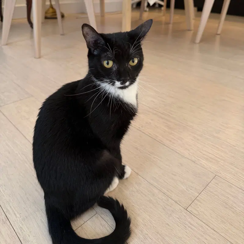 Move Out, an adult female cat up for adoption