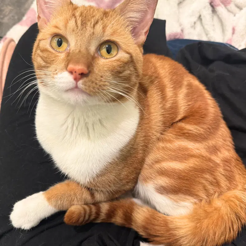 Joe Dirt, an adult male cat up for adoption