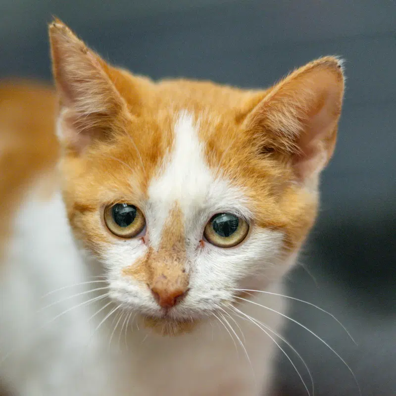 Pumpkin, a young female cat up for adoption