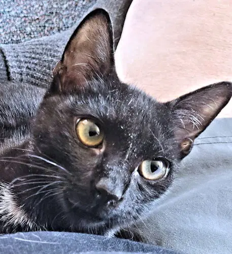 Fitch, a young male cat up for adoption
