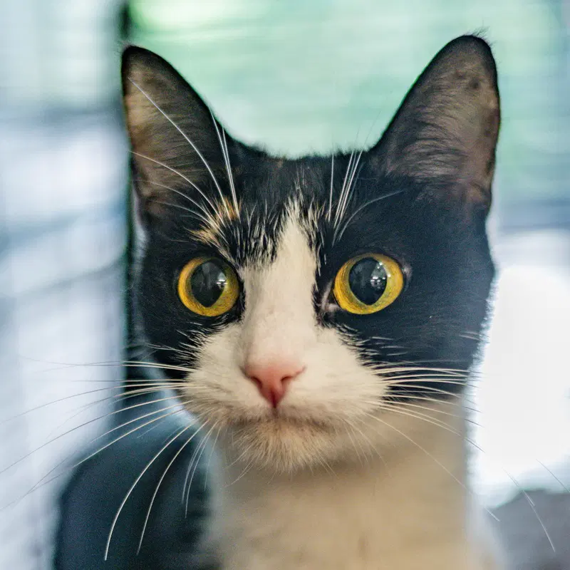 Sally O'Malley, an adult female cat up for adoption