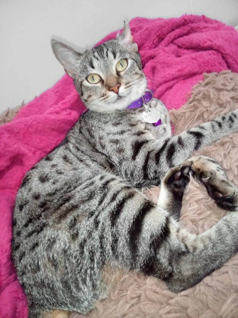 Baya, photo 2