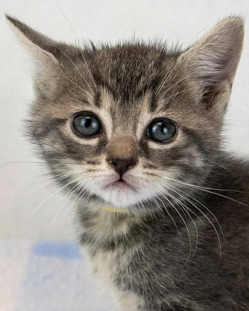 Elvira, a female kitten up for adoption