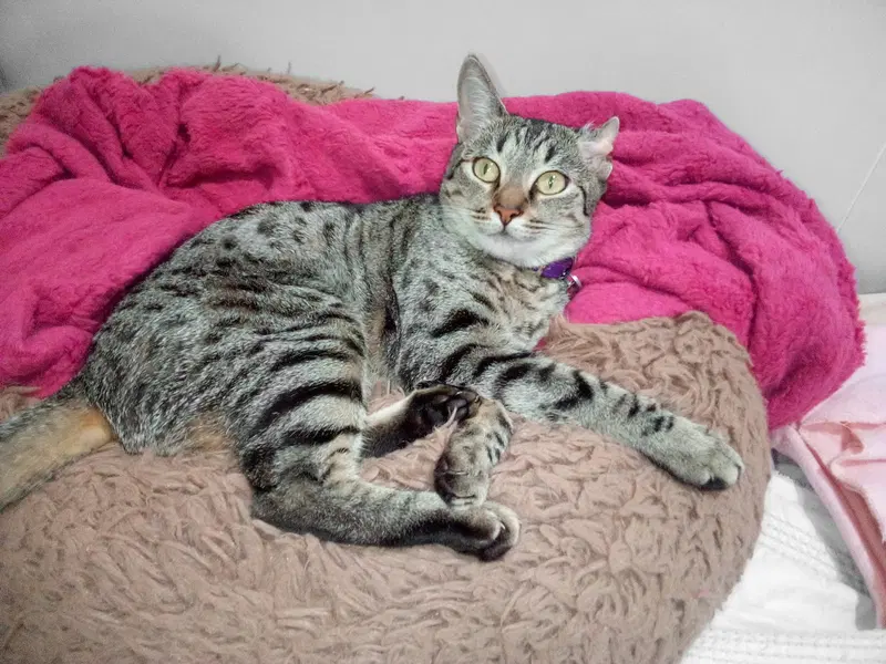 Baya, an adult female cat up for adoption