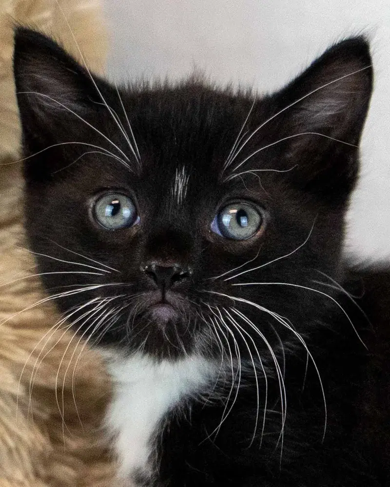 Frank, a male kitten up for adoption
