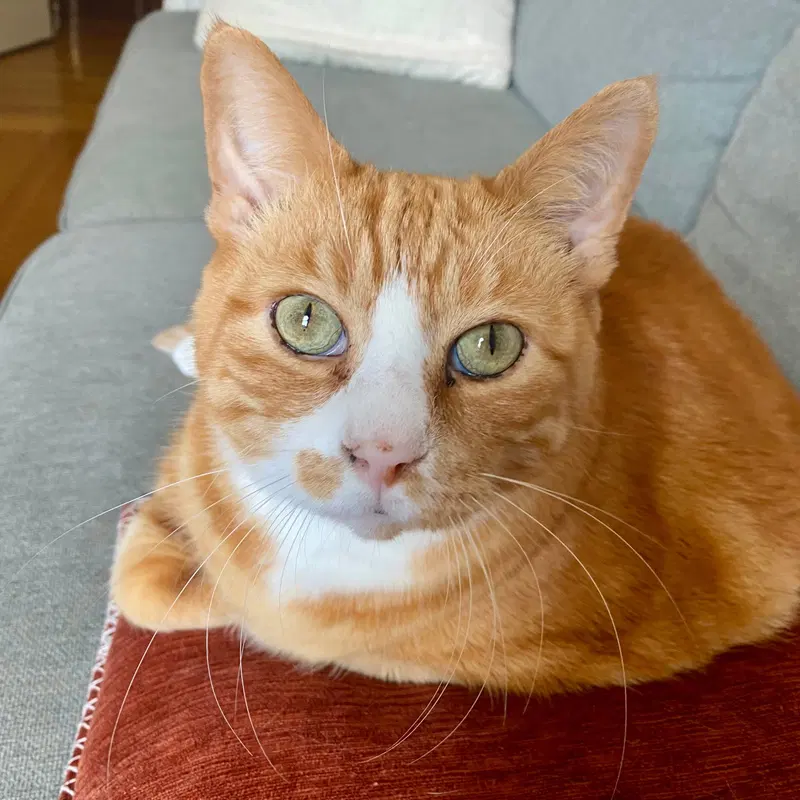 Hubby, an adult male cat up for adoption