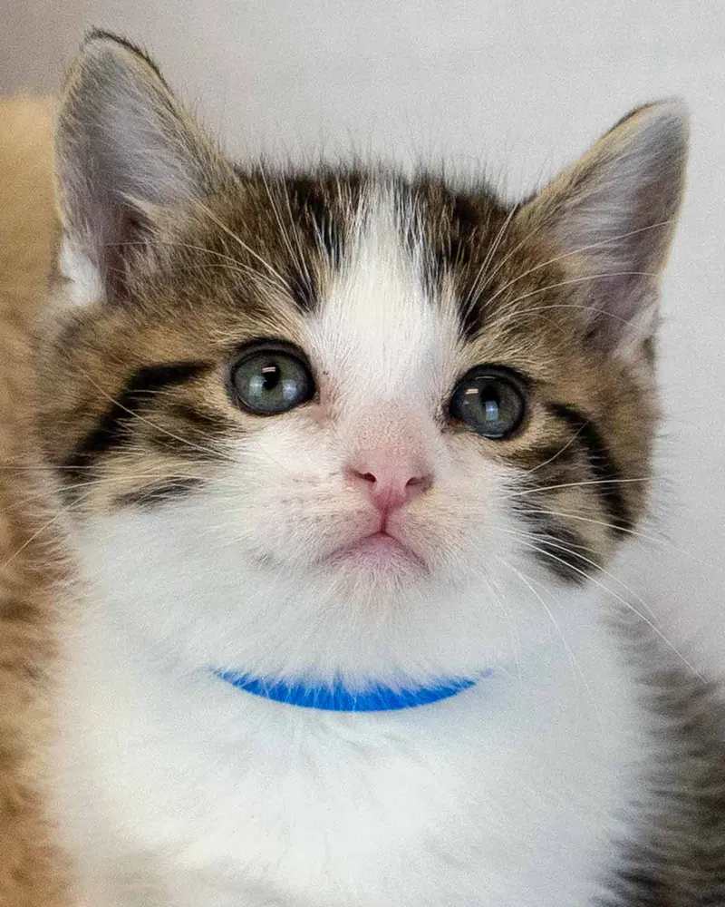 Stein, a male kitten up for adoption