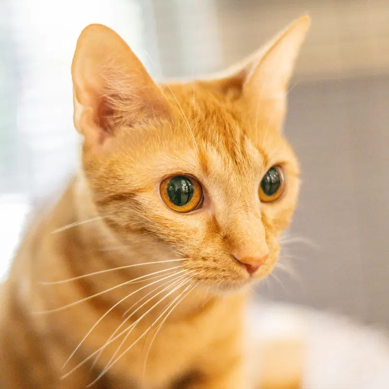 Jillian, an adult female cat up for adoption