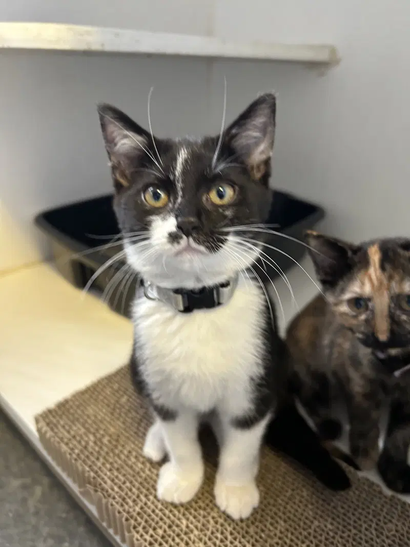 Mr. Moo Kitty Cow, a male kitten up for adoption