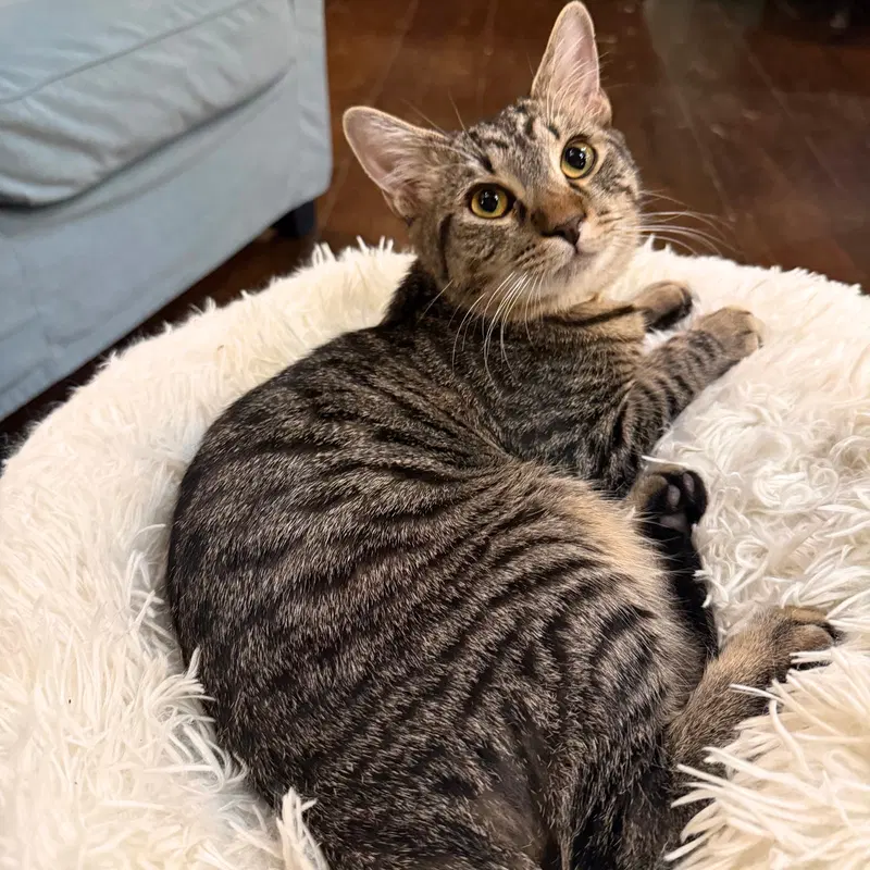 Pepper, a male kitten up for adoption