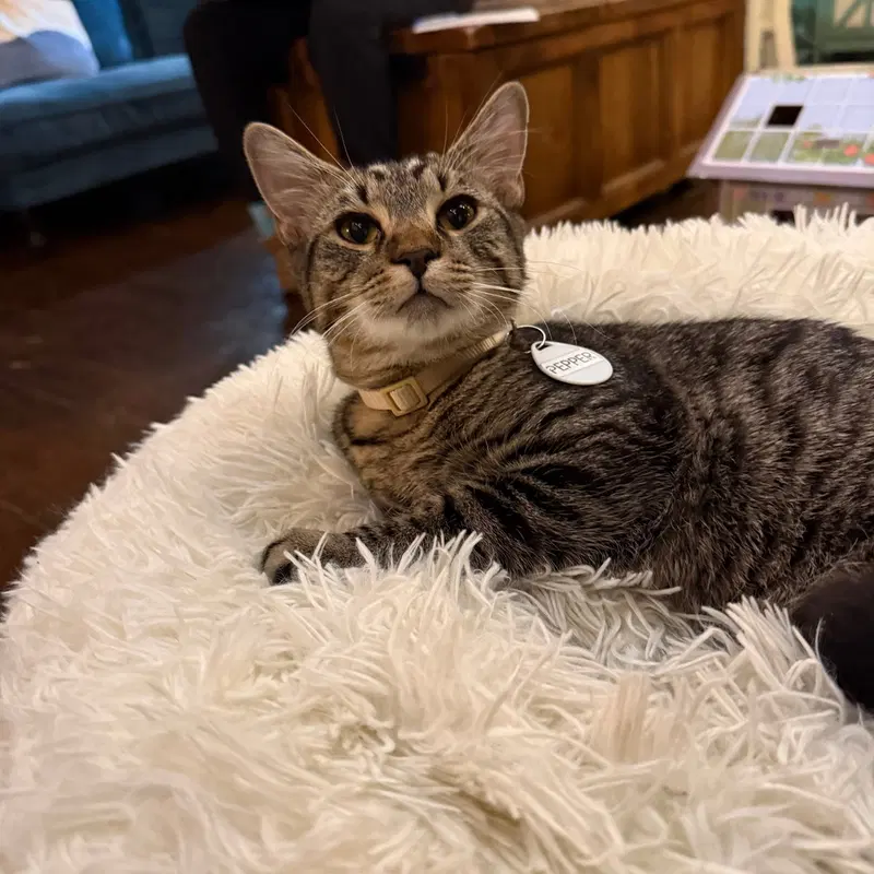 Pepper, photo 2