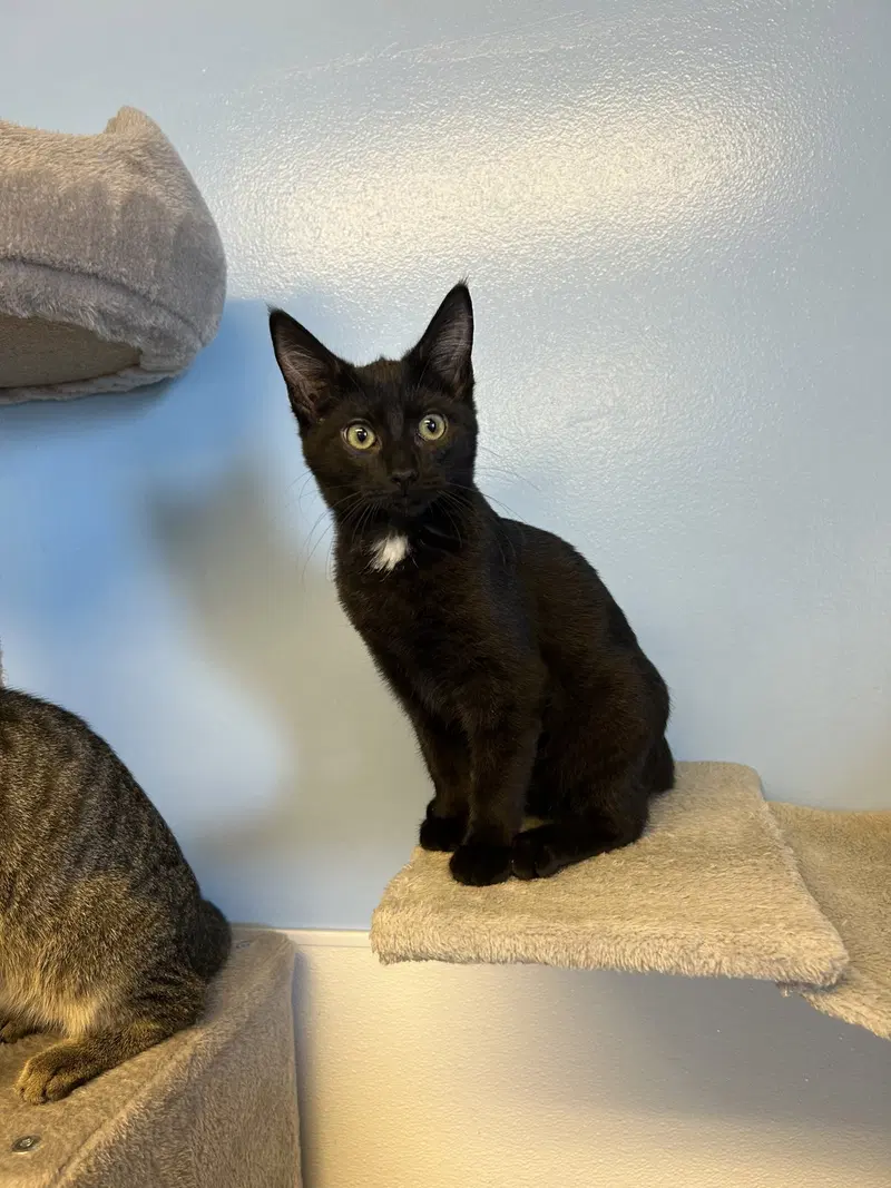 Okra, a female kitten up for adoption