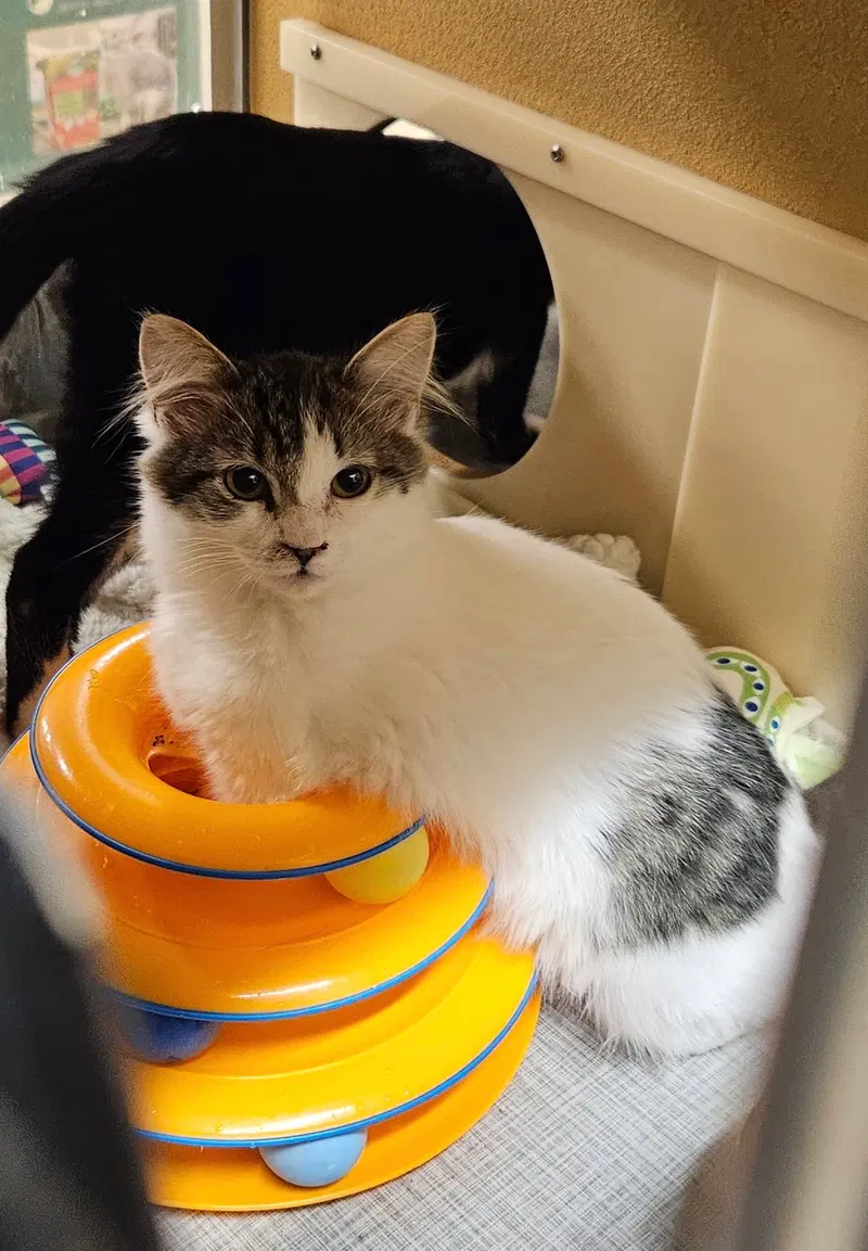 Oliver 2, a young male cat up for adoption