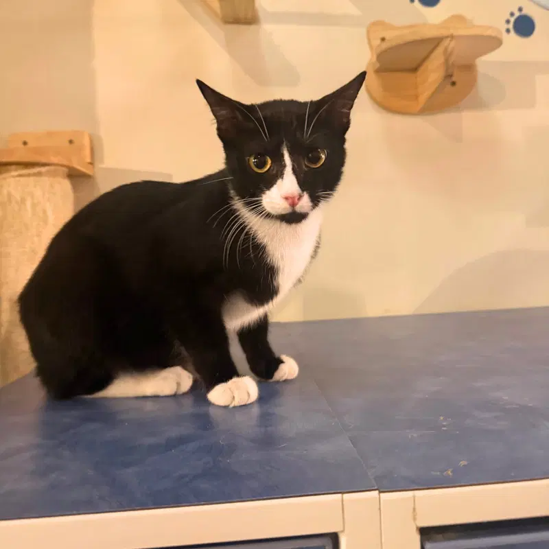 Mandible, a young male cat up for adoption