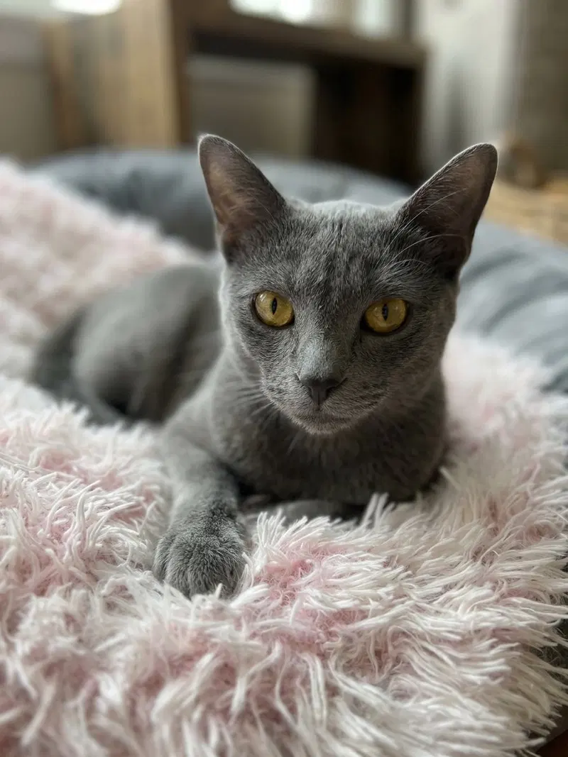 Huffle Puff, a female kitten up for adoption