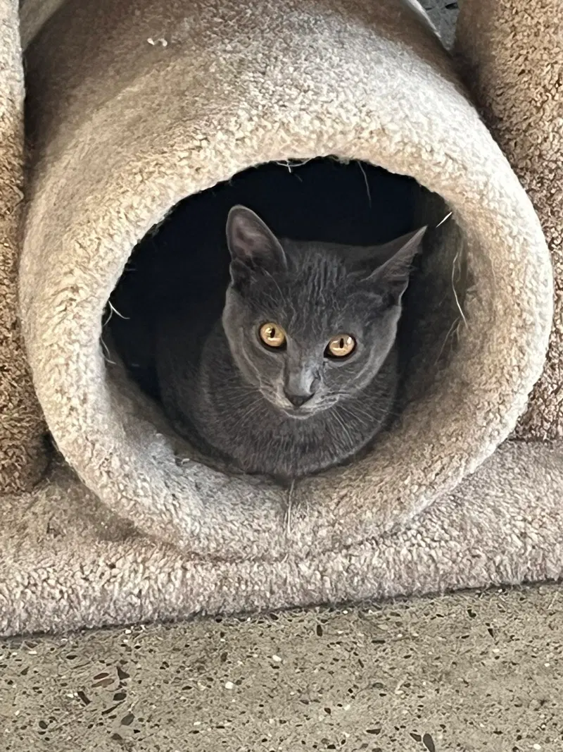 Huffle Puff, photo 4