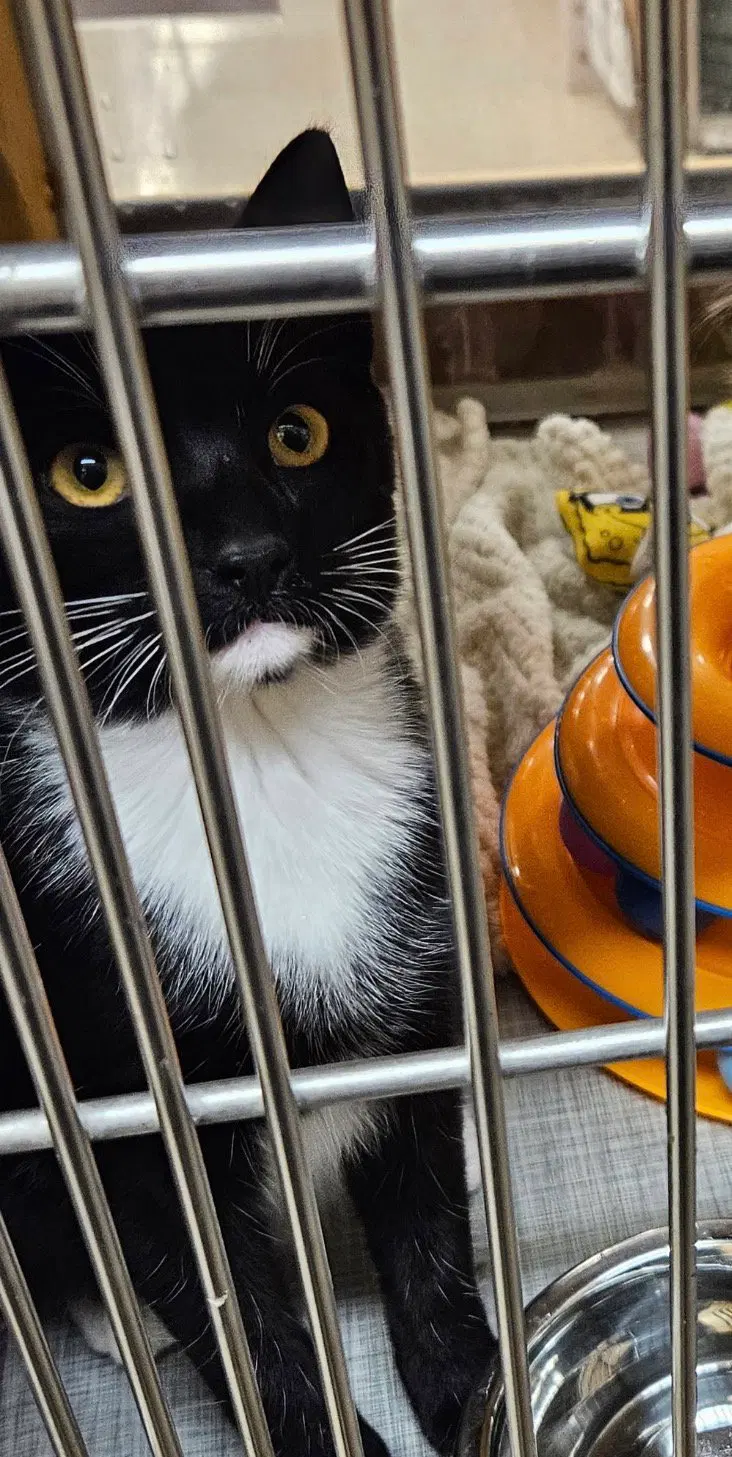 Seymour, a young male cat up for adoption