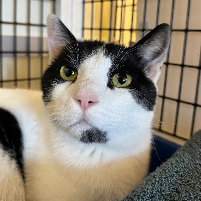 Zaytoon, an adult male cat up for adoption