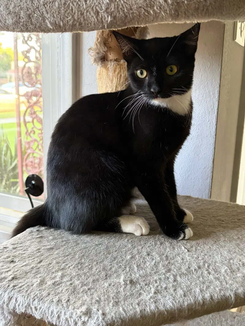 Eclair 2, a young female cat up for adoption