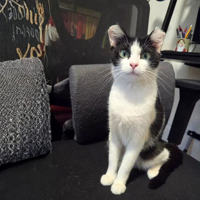 Double Dutch, an adult female cat up for adoption