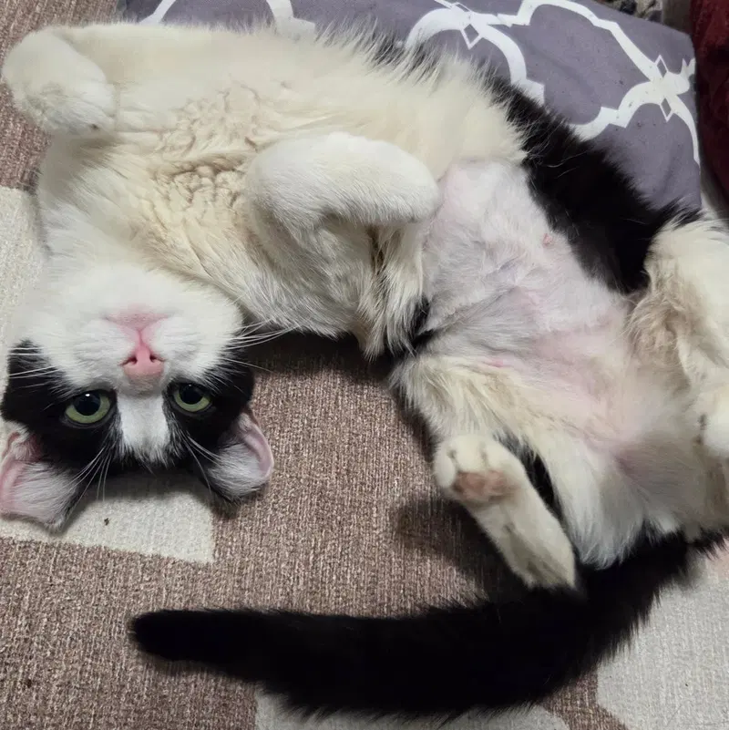 Double Dutch, photo 2