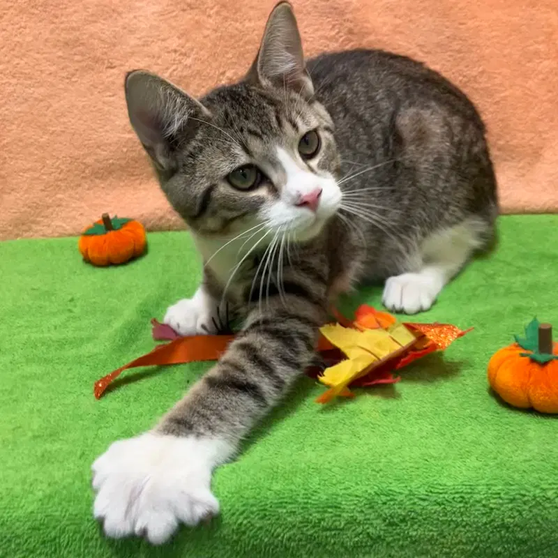 Yisidro, a male kitten up for adoption