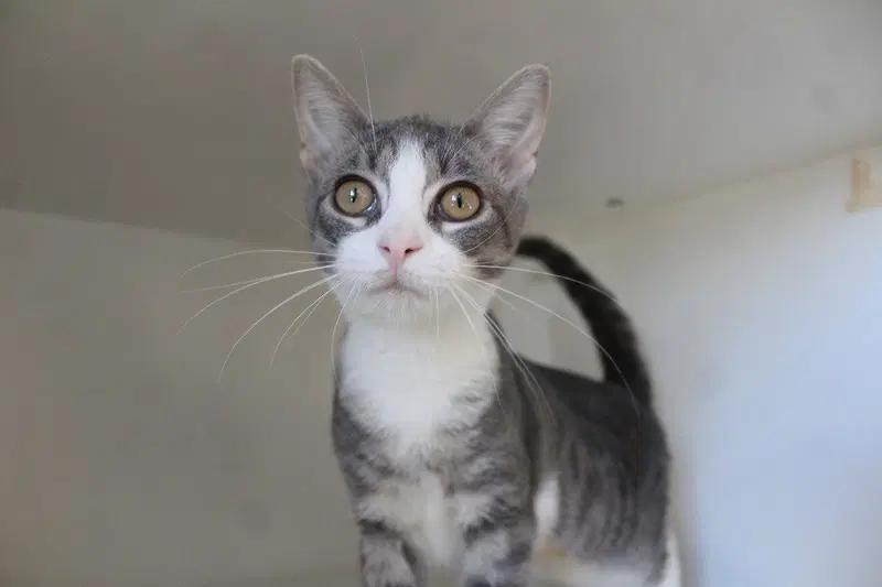 Raisin, a female kitten up for adoption