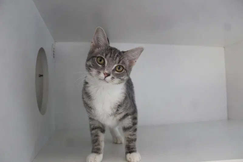 Prune, a female kitten up for adoption