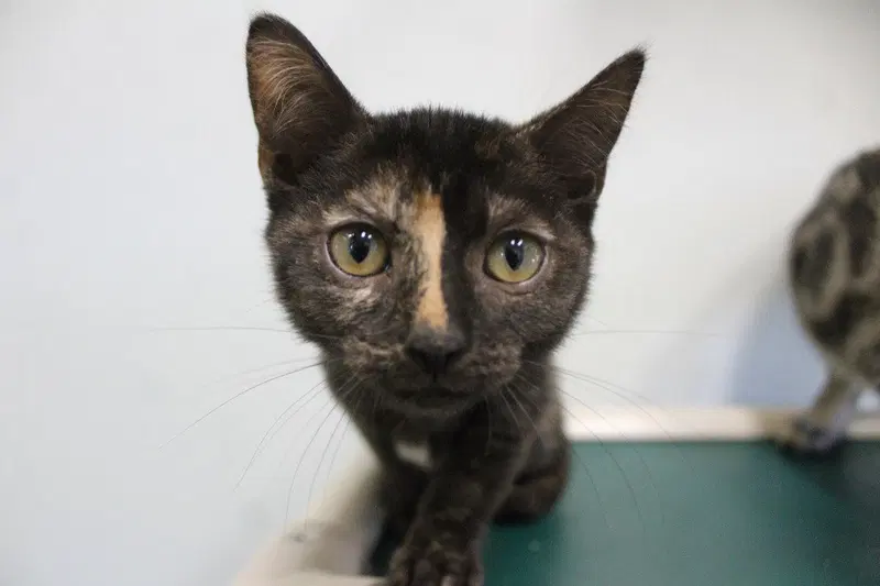 Vermilion, a female kitten up for adoption