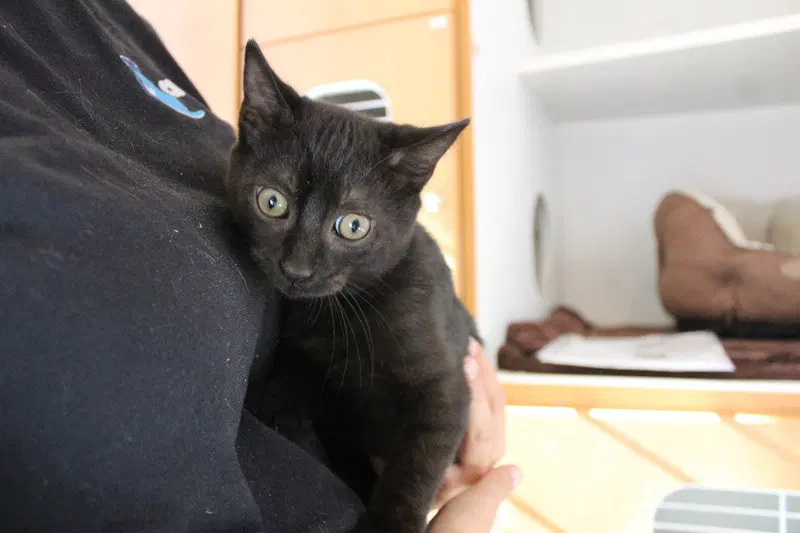 Vendetta, a male kitten up for adoption