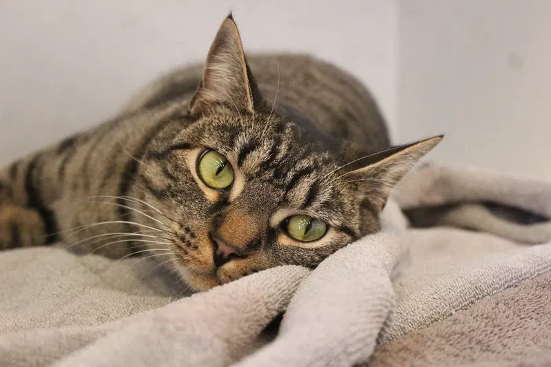 Radar, a young male cat up for adoption
