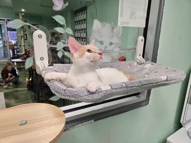 Snoop, a young male cat up for adoption