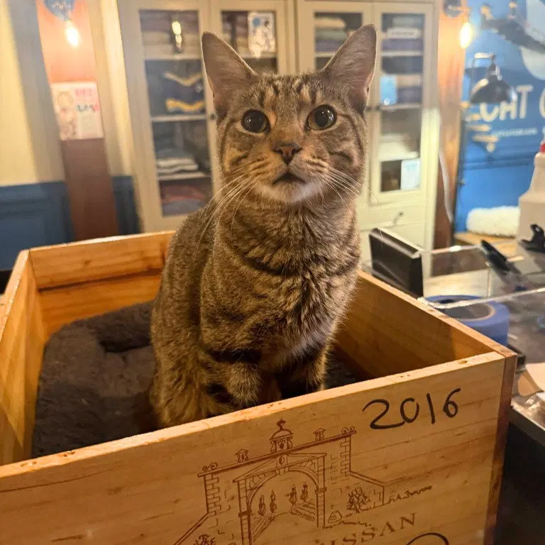 Cello, an adult male cat up for adoption