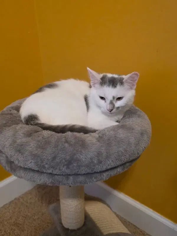 Zora, a female cat up for adoption