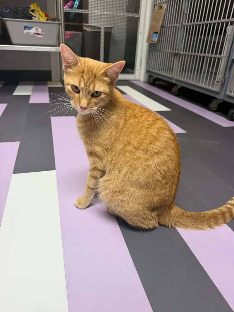 Charli, an adult female cat up for adoption