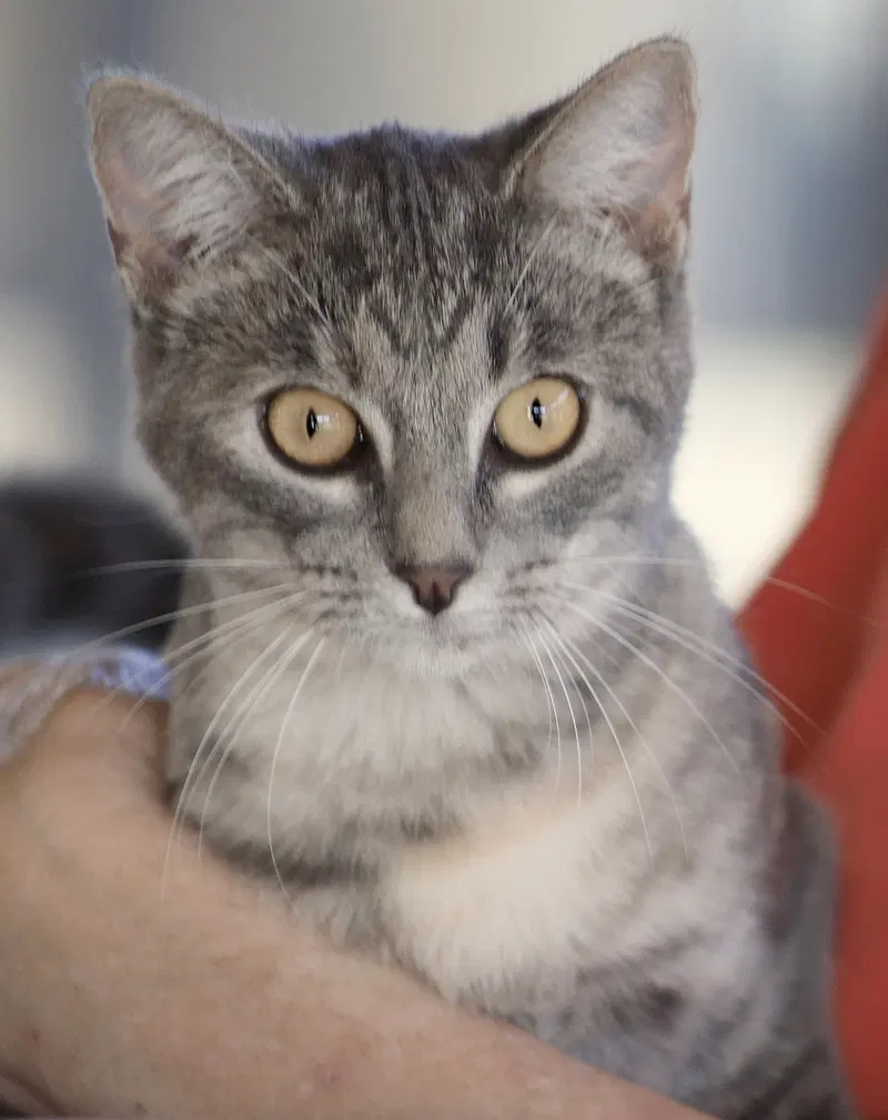 Ladybug, a young female cat up for adoption